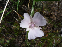 Calochortus umbellatus