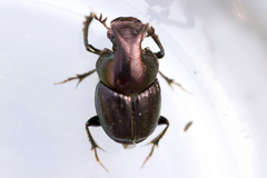 Onthophagus orpheus
