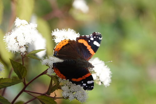 Red Admiral