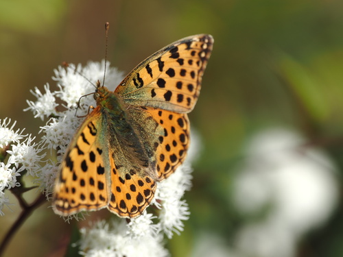 Queen of Spain Fritillary