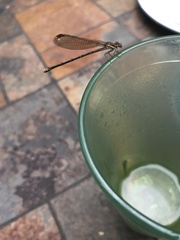 Argia tibialis