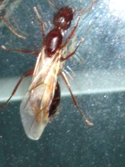 Camponotus inaequalis