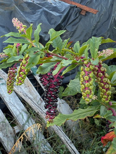 American pokeweed