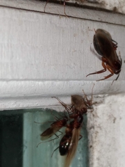 Camponotus inaequalis