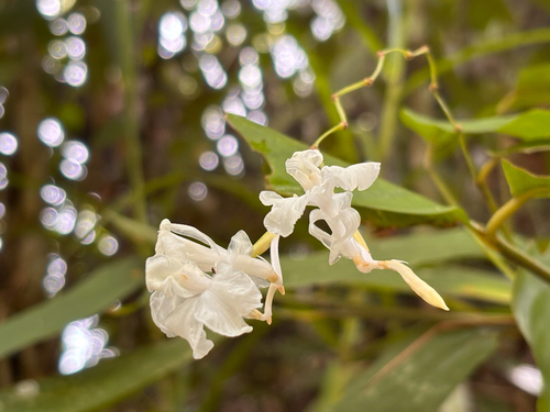 Donax canniformis observed 2026-10-15