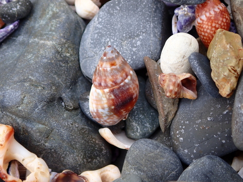 Nassarius gaudiosus observed 2026-10-15