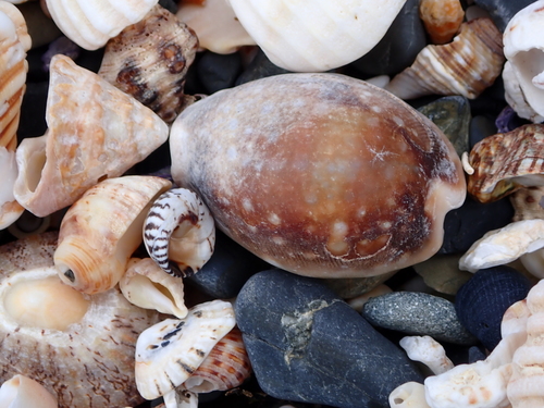 Cypraea vitellus observed 2026-10-15