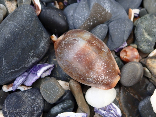 Erronea xanthodon observed 2026-10-15
