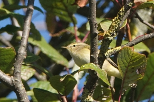 Yellow-browed Warbler