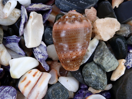 Conus coronatus observed 2026-10-15