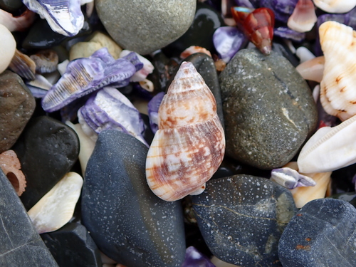 Nassarius gaudiosus observed 2026-10-15