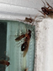 Camponotus inaequalis