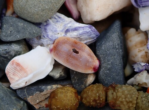Cypraea minoridens observed 2026-10-15