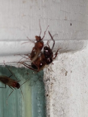 Camponotus inaequalis