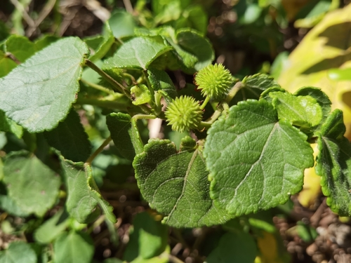 Triumfetta procumbens observed 2026-08-30