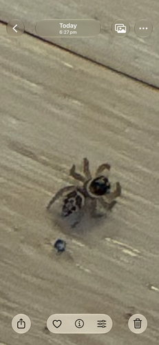 White Banded House Jumper