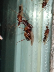 Camponotus inaequalis