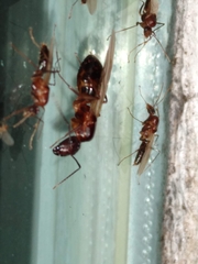 Camponotus inaequalis
