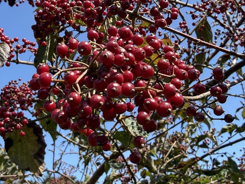 Viburnum luzonicum observed 2026-10-15