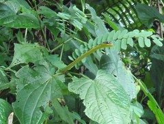 Chironius septentrionalis