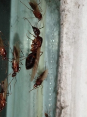 Camponotus inaequalis