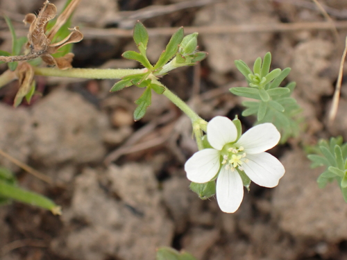 Geranium retrorsum observed 2026-10-14