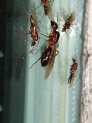 Camponotus inaequalis