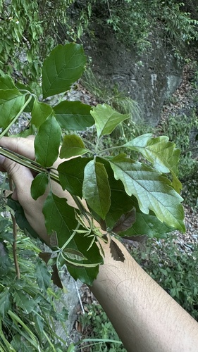 Vitex quinata observed 2026-10-13