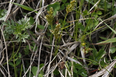 Anthoxanthum glabrum