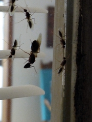 Camponotus inaequalis