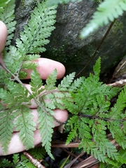 Parapolystichum microsorum pentangulare