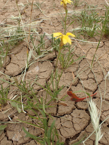 Goodenia pinnatifida observed 2026-10-14