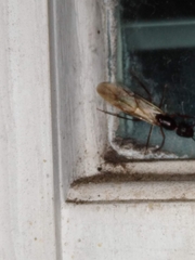 Camponotus inaequalis