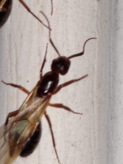 Camponotus inaequalis