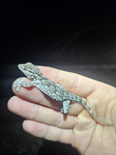 Moorish Gecko