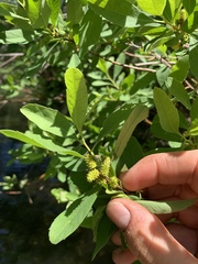 Myrica hartwegii