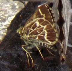 Amblyscirtes aesculapius