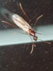 Camponotus inaequalis