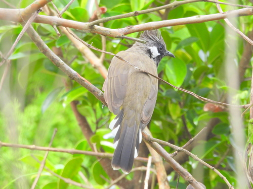 Pycnonotus leucogenys observed 2026-10-08