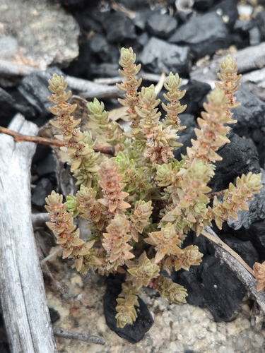 Crassula sieberiana observed 2026-10-15