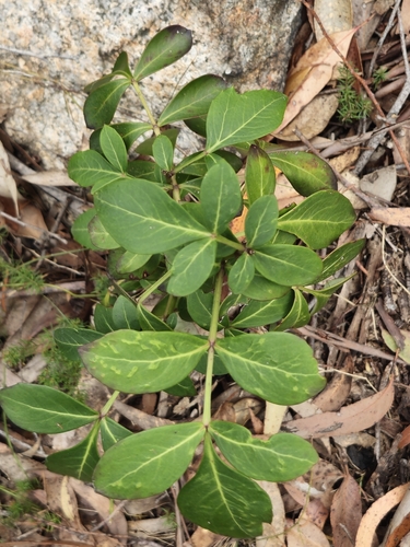 Polyscias sambucifolia observed 2026-10-15