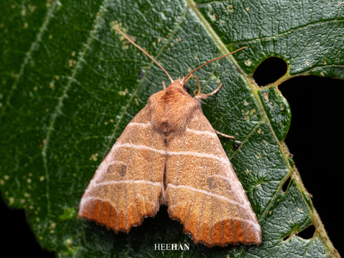 Pygopteryx suava