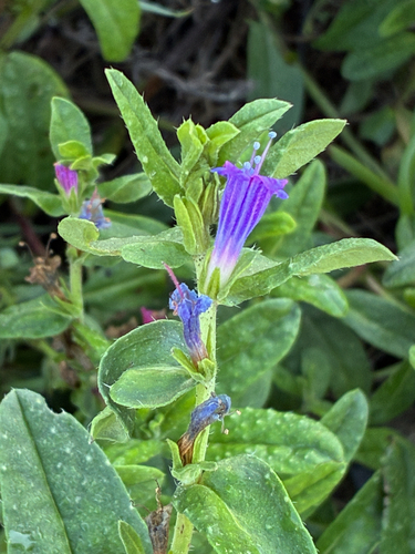 Lax Viper's-bugloss