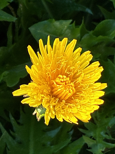 common dandelion