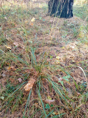 Calamagrostis arundinacea observed 2026-10-13