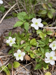 Anemonoides quinquefolia