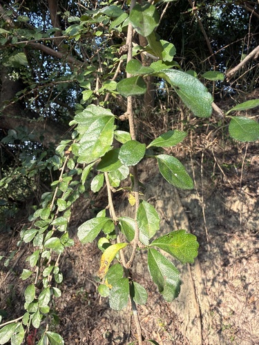 Ehretia microphylla observed 2026-10-15