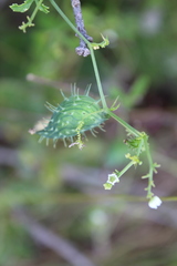 Cyclanthera dissecta