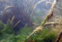 Aulorhynchus flavidus