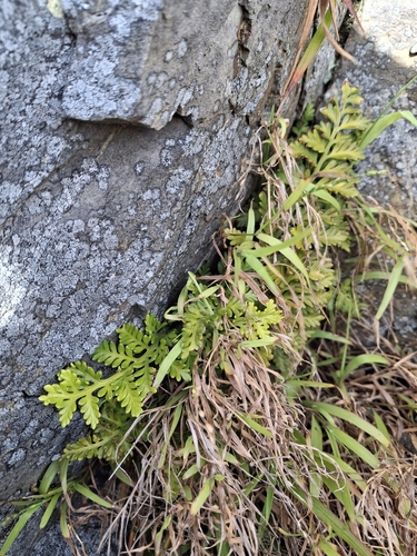 Asplenium appendiculatum observed 2026-10-15